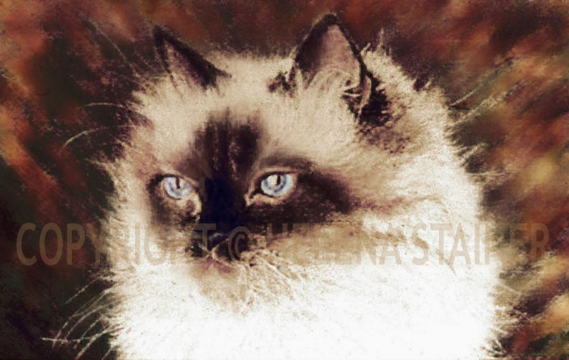 Gato de olho azul - Pastel seco