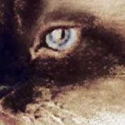 Gato de olho azul - Pastel seco+digital - Helena